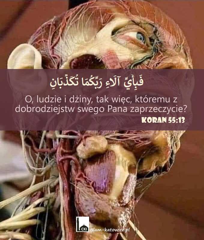 O, ludzie i dżiny, tak więc, któremu z dobrodziejstw swego Pana zaprzeczycie? (Koran 55:13)